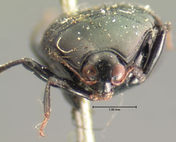 Media type: image;   Entomology 6634 Aspect: head frontal view
